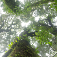 rainforest
